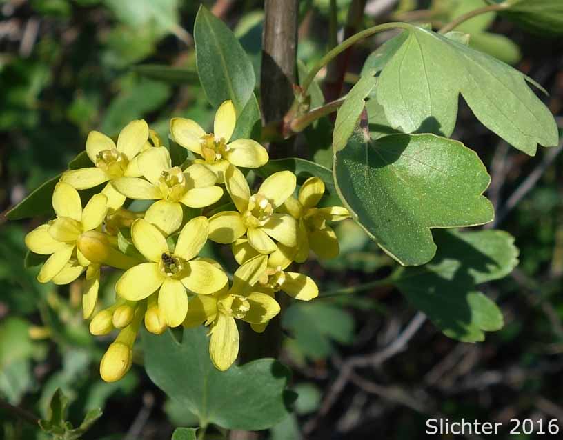 Golden Currant: Ribes aureum var. aureum (Synonym: Chrysobotrya aurea)