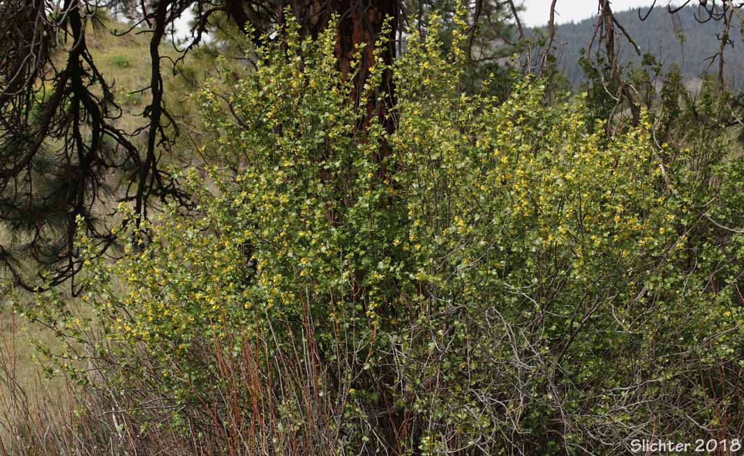 Golden Currant: Ribes aureum var. aureum (Synonym: Chrysobotrya aurea)