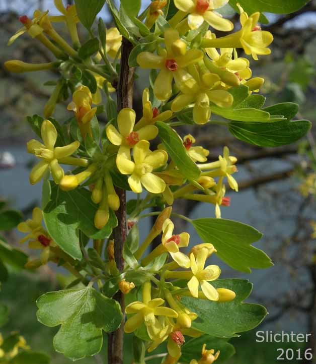 Golden Currant: Ribes aureum var. aureum (Synonym: Chrysobotrya aurea)