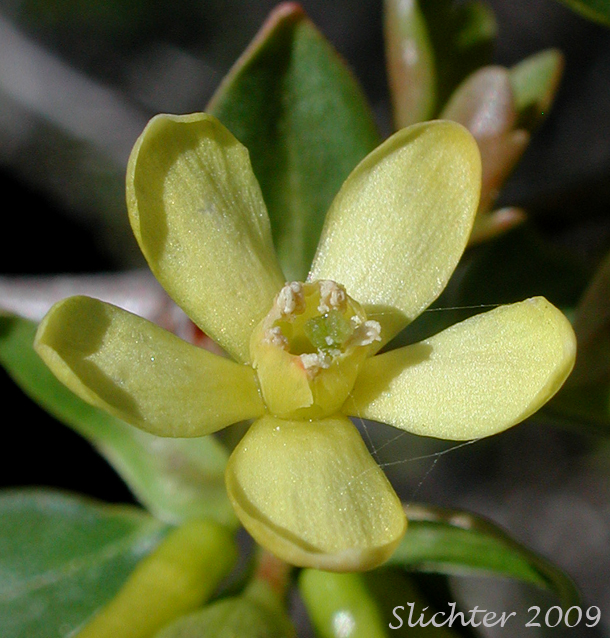 Close-up of the corolla of Golden Currant: Ribes aureum