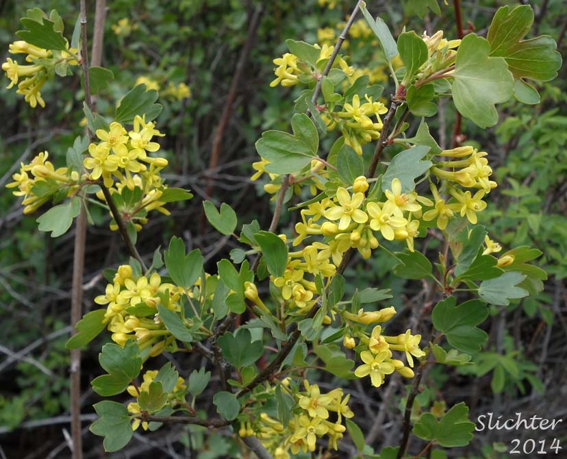Golden Currant: Ribes aureum var. aureum (Synonym: Chrysobotrya aurea)