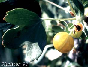 Berry of Golden Currant: Ribes aureum var. aureum (Synonym: Chrysobotrya aurea)