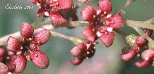 Flowers of Blue Currant, California Black Currant, Stink Currant: Ribes bracteosum