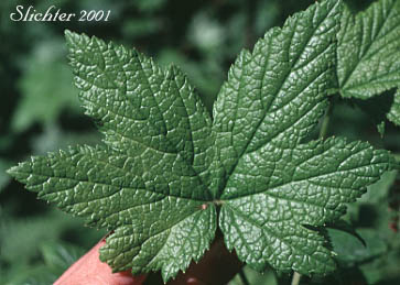 Upper leaf surface of Blue Currant, California Black Currant, Stink Currant: Ribes bracteosum