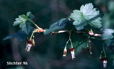 Coast Black Gooseberry, Spreading Gooseberry, Straggly Currant, Straggly Gooseberry: Ribes divaricatum var. divaricatum (Synonyms: Ribes divaricatum var. glabriflorum, Ribes divaricatum var. rigidum)