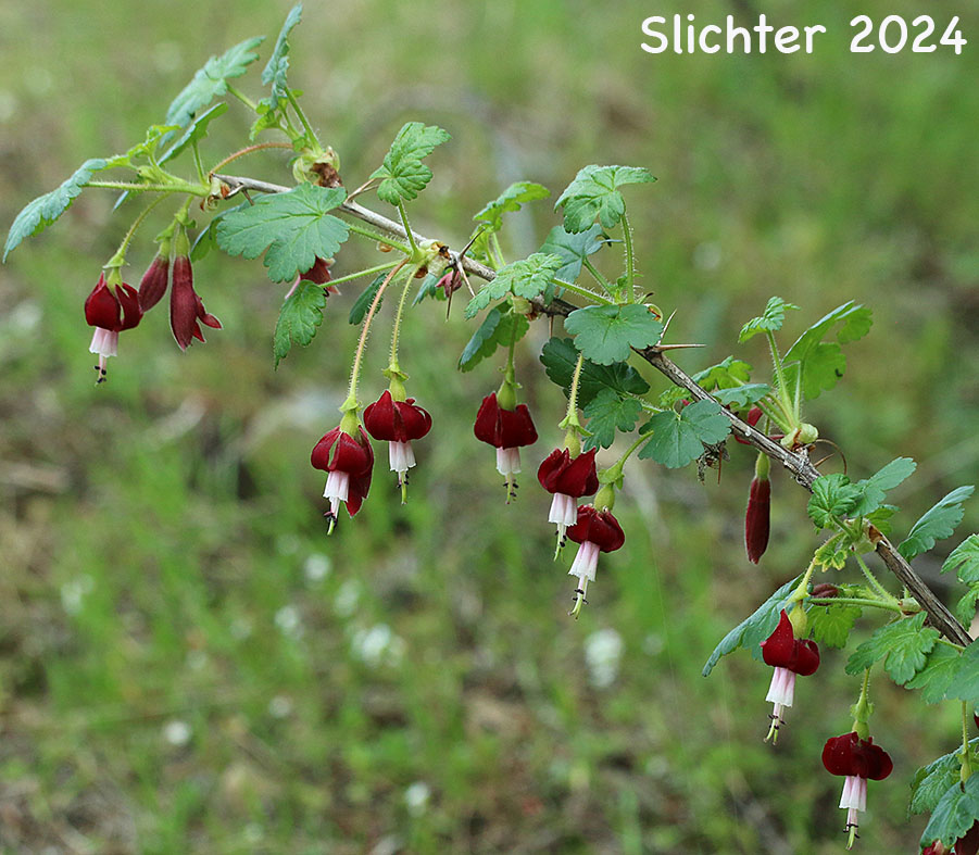 Gummy Gooseberry, Oregon Gooseberry, Pioneer Gooseberry, Lobb's Gooseberry: Ribes lobbii (Synonym: Grossularia lobbii)