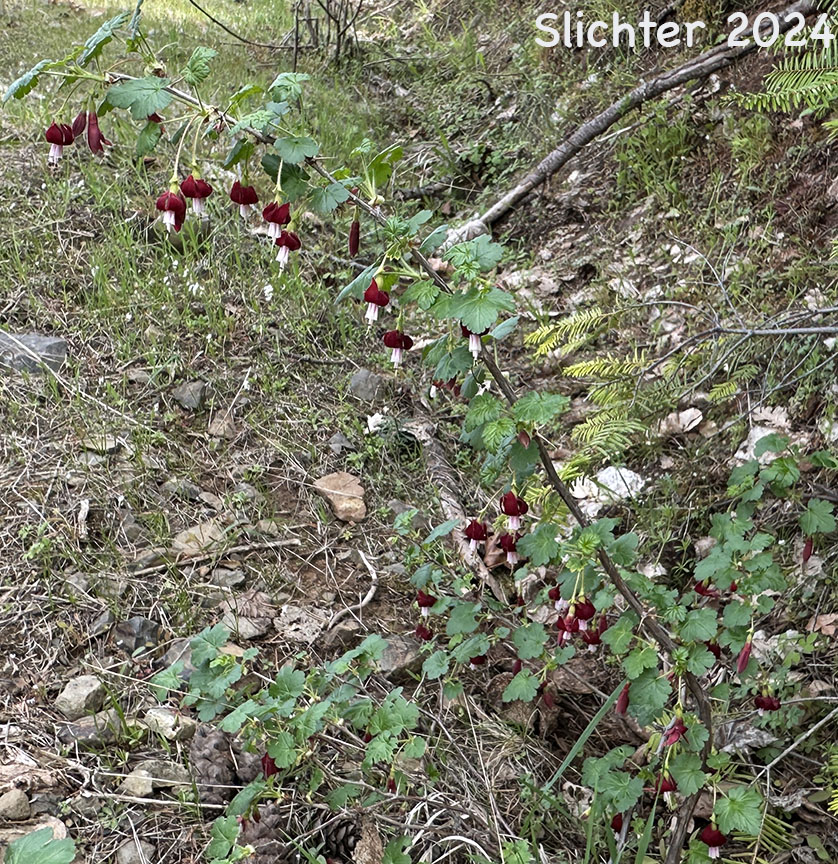 Gummy Gooseberry, Oregon Gooseberry, Pioneer Gooseberry, Lobb's Gooseberry: Ribes lobbii (Synonym: Grossularia lobbii)
