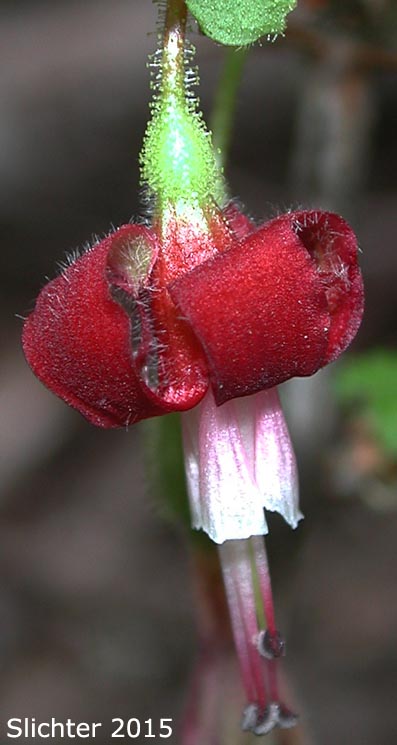 Gummy Gooseberry, Oregon Gooseberry, Pioneer Gooseberry, Lobb's Gooseberry: Ribes lobbii (Synonym: Grossularia lobbii)