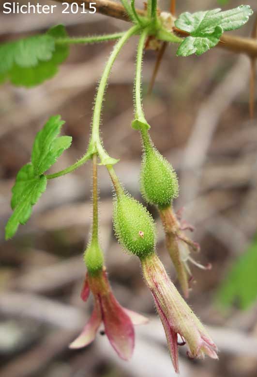 Gummy Gooseberry, Oregon Gooseberry, Pioneer Gooseberry, Lobb's Gooseberry: Ribes lobbii (Synonym: Grossularia lobbii)