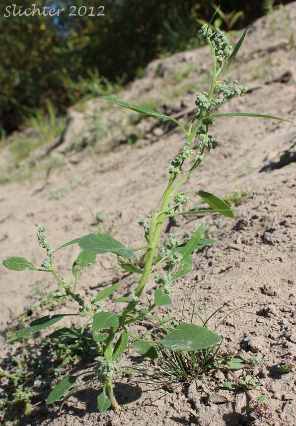 Lambsquarters, Lamb's Quarters, Pigweed: Chenopodium album (Synonyms: Chenopodium album var. album, Chenopodium album var. lanceolatum, Chenopodium album var. missouriense, Chenopodium album var. polymorphum, Chenopodium album var. stevensii, Chenopodium amaranticolor, Chenopodium giganteum, Chenopodium lanceolatum, Chenopodium suecicum)