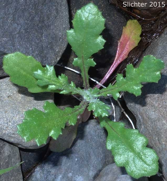 Epazonte, Mexican Tea, Wormseed: Dysphania ambrosioides ambrosioides (Synonyms: Ambrina ambrosioides, Chenopodium ambrosioides, Chenopodium ambrosioides ssp. euambrosioides, Chenopodium ambrosioides var. ambrosioides, Chenopodium ambrosioides var. anthelminticum, Chenopodium ambrosioides var. chilense, Chenopodium ambrosioides var. typicum, Chenopodium ambrosioides var. vagans, Chenopodium obovatum, Chenopodium retusum, Teloxys ambrosioides, Teloxys vagans)