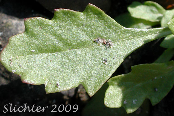 Stem leaf of Epazonte, Mexican Tea, Wormseed: Dysphania ambrosioides ambrosioides (Synonyms: Ambrina ambrosioides, Chenopodium ambrosioides, Chenopodium ambrosioides ssp. euambrosioides, Chenopodium ambrosioides var. ambrosioides, Chenopodium ambrosioides var. anthelminticum, Chenopodium ambrosioides var. chilense, Chenopodium ambrosioides var. typicum, Chenopodium ambrosioides var. vagans, Chenopodium obovatum, Chenopodium retusum, Teloxys ambrosioides, Teloxys vagans)