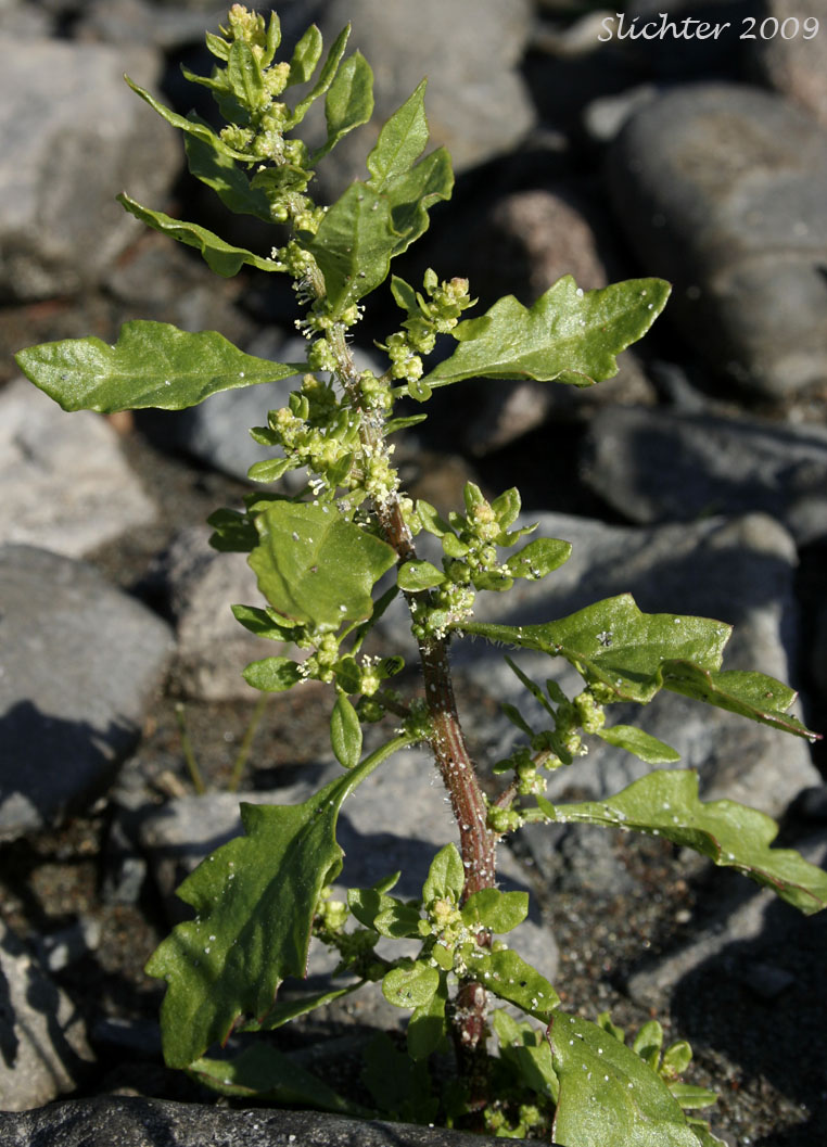 Epazonte, Mexican Tea, Wormseed: Dysphania ambrosioides ambrosioides (Synonyms: Ambrina ambrosioides, Chenopodium ambrosioides, Chenopodium ambrosioides ssp. euambrosioides, Chenopodium ambrosioides var. ambrosioides, Chenopodium ambrosioides var. anthelminticum, Chenopodium ambrosioides var. chilense, Chenopodium ambrosioides var. typicum, Chenopodium ambrosioides var. vagans, Chenopodium obovatum, Chenopodium retusum, Teloxys ambrosioides, Teloxys vagans)