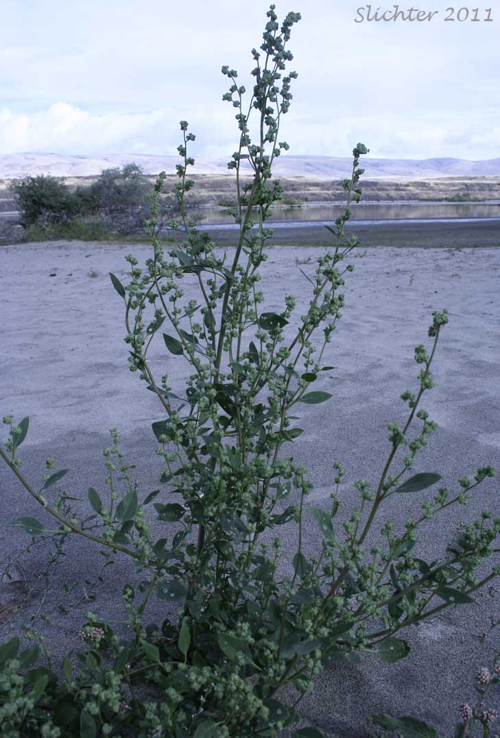 Fremont's Goosefoot: Chenopodium fremontii (Synonym: Chenopodium fremontii var. fremontii)
