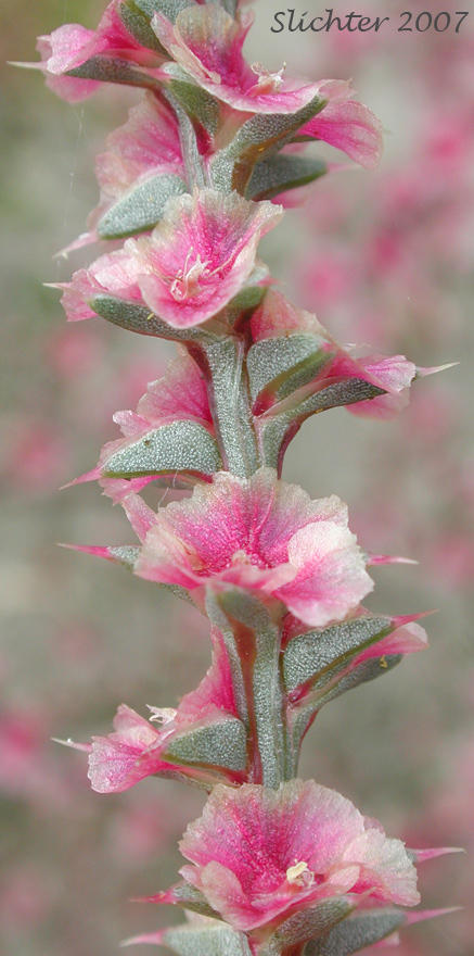 Prickly Russian Thistle, Russian Thistle, Tumbleweed: Salsola tragus (Synonyms: Salsola australis, Salsola iberica, Salsola kali, Salsola kali ssp. iberica, Salsola kali ssp. kali, Salsola kali ssp. ruthenica, Salsola kali ssp. tenuifolia, Salsola kali ssp. tragus, Salsola kali var. tenuifolia, Salsola pestifer, Salsola ruthenica)