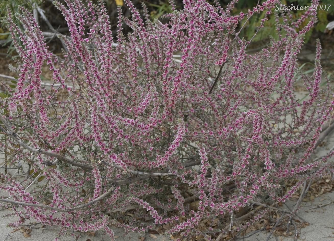 Prickly Russian Thistle, Russian Thistle, Tumbleweed: Salsola tragus (Synonyms: Salsola australis, Salsola iberica, Salsola kali, Salsola kali ssp. iberica, Salsola kali ssp. kali, Salsola kali ssp. ruthenica, Salsola kali ssp. tenuifolia, Salsola kali ssp. tragus, Salsola kali var. tenuifolia, Salsola pestifer, Salsola ruthenica)