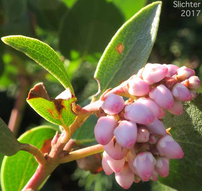 Inflorescence of Bristly Manzanita, Columbia Manzanita, Hairy Manzanita: Arctostaphylos columbiana (Synonyms: Arctostaphylos columbiana ssp. columbiana, Arctostaphylos columbiana var. tracyi, Arctostaphylos tomentosa, Arctostaphylos tracyi)