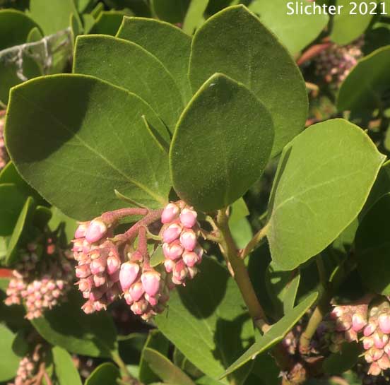 Bristly Manzanita, Columbia Manzanita, Hairy Manzanita: Arctostaphylos columbiana (Synonyms: Arctostaphylos columbiana ssp. columbiana, Arctostaphylos columbiana var. tracyi, Arctostaphylos tomentosa, Arctostaphylos tracyi)
