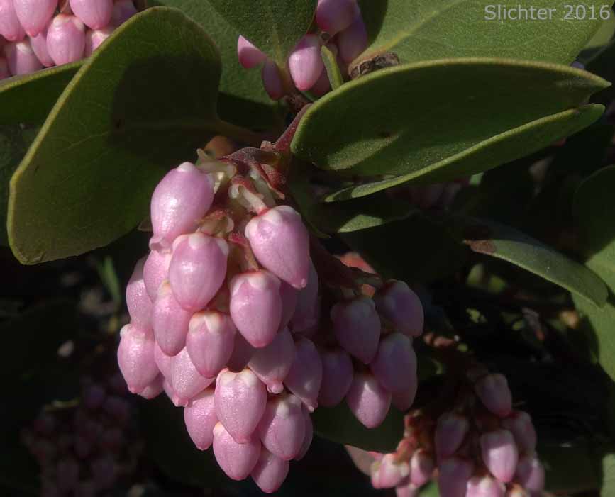 Bristly Manzanita, Columbia Manzanita, Hairy Manzanita: Arctostaphylos columbiana (Synonyms: Arctostaphylos columbiana ssp. columbiana, Arctostaphylos columbiana var. tracyi, Arctostaphylos tomentosa, Arctostaphylos tracyi)