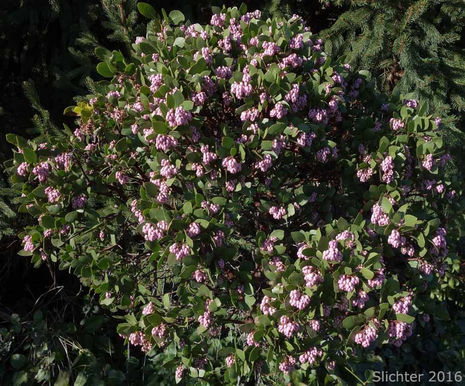 Bristly Manzanita, Columbia Manzanita, Hairy Manzanita: Arctostaphylos columbiana (Synonyms: Arctostaphylos columbiana ssp. columbiana, Arctostaphylos columbiana var. tracyi, Arctostaphylos tomentosa, Arctostaphylos tracyi)