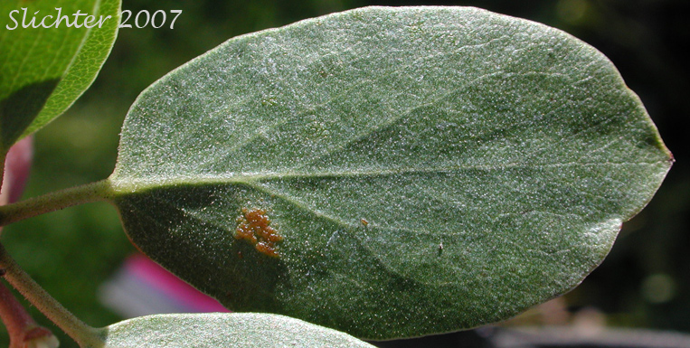 Leaf of Bristly Manzanita, Columbia Manzanita, Hairy Manzanita: Arctostaphylos columbiana (Synonyms: Arctostaphylos columbiana ssp. columbiana, Arctostaphylos columbiana var. tracyi, Arctostaphylos tomentosa, Arctostaphylos tracyi)