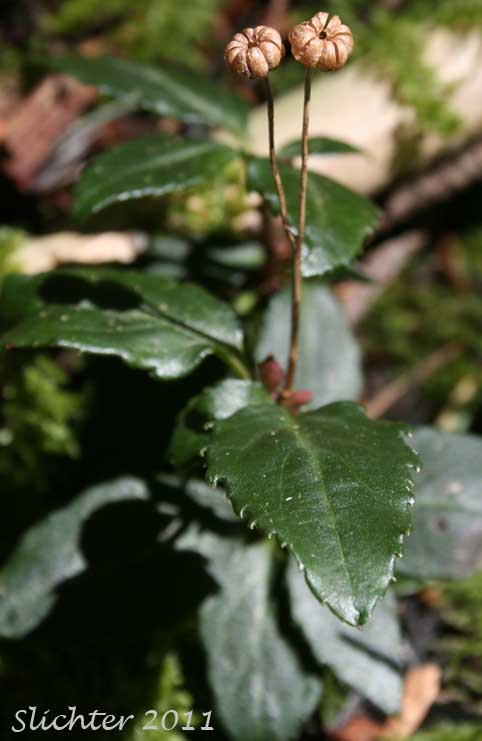 Little Pipsissewa, Little Prince's-pine, Little Prince's Pine: Chimaphila menziesii (Synonym: Pyrola menziesii)