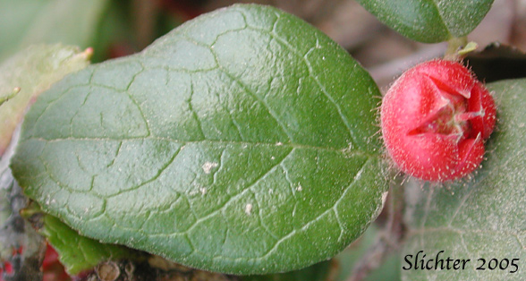 Oregon Wintergreen, Slender Wintergreen, Western Teaberry: Gaultheria ovatifolia