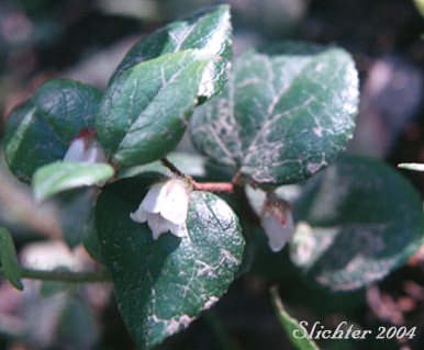 Slender Wintergreen, Western Teaberry: Gaultheria ovatifolia