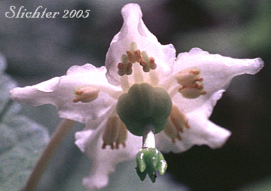 Wood Nymph- Moneses uniflora