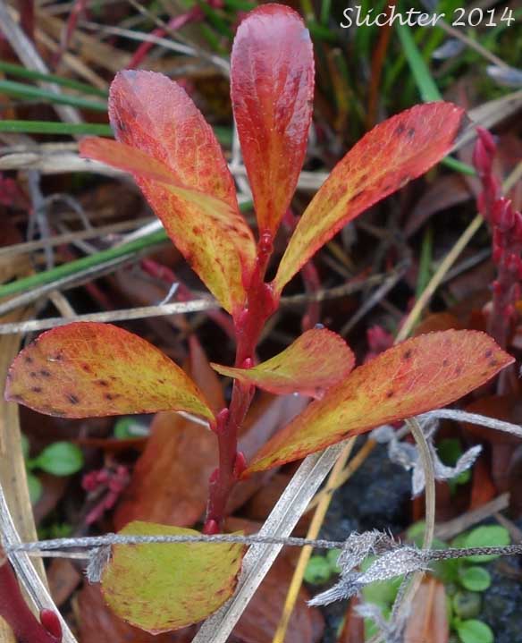 Dwarf Bilberry, Dwarf Blueberry, Dwarf Huckleberry: Vaccinium cespitosum (Synonyms: Vaccinium arbuscula, Vaccinium caespitosum, Vaccinium caespitosum var. arbuscula, Vaccinium caespitosum var. caespitosum, Vaccinium caespitosum var. paludicolia, Vaccinium cespitosum var. arbuscula, Vaccinium cespitosum var. cespitosum, Vaccinium cespitosum var. paludicola, Vaccinium nivictum)