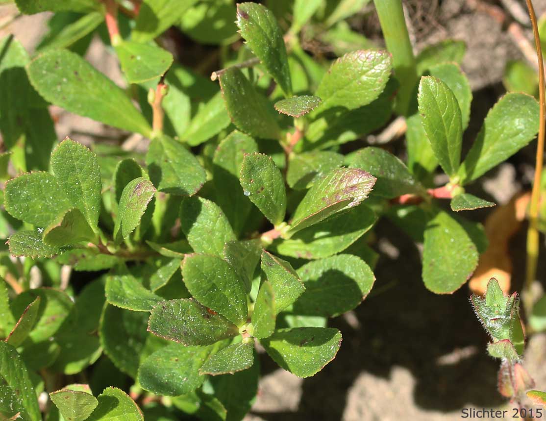 Berry and leaves of Dwarf Bilberry, Dwarf Blueberry, Dwarf Huckleberry: Vaccinium cespitosum (Synonyms: Vaccinium arbuscula, Vaccinium caespitosum, Vaccinium caespitosum var. arbuscula, Vaccinium caespitosum var. caespitosum, Vaccinium caespitosum var. paludicolia, Vaccinium cespitosum var. arbuscula, Vaccinium cespitosum var. cespitosum, Vaccinium cespitosum var. paludicola, Vaccinium nivictum)
