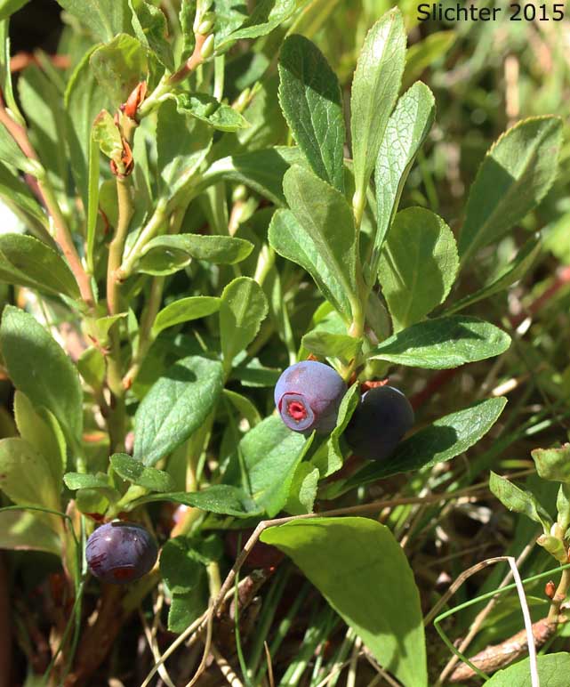 Dwarf Bilberry, Dwarf Blueberry, Dwarf Huckleberry: Vaccinium cespitosum (Synonyms: Vaccinium arbuscula, Vaccinium caespitosum, Vaccinium caespitosum var. arbuscula, Vaccinium caespitosum var. caespitosum, Vaccinium caespitosum var. paludicolia, Vaccinium cespitosum var. arbuscula, Vaccinium cespitosum var. cespitosum, Vaccinium cespitosum var. paludicola, Vaccinium nivictum)