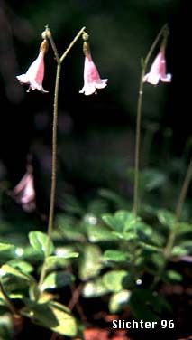 Twin Flower: Linnaea borealis