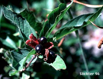 Bearberry, Black Twinberry, Black Twin-berry, Twinberry, Twinberry Honeysuckle: Lonicera involucrata var. involucrata (Synonyms: Distegia involucrata, Lonicera involucrata var. flavescens, Xylosteum involucratum)