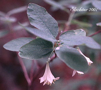 Red Twinberry, Rocky Mountain Honeysuckle Utah Honeysuckle: Lonicera utahensis (Synonym: Lonicera ebractulata)