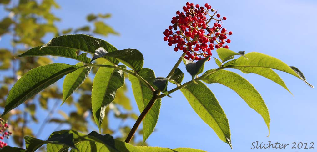 Red berries and opposite, pinnately compound leaves of Red Elderberry, Coast Red Elderberry: Sambucus racemosa var. arborescens (Synonyms: Sambucus callicarpa, Sambucus pubens, Sambucus pubens var. arborescens, Sambucus racemosa ssp. pubens, Sambucus racemosa ssp. pubens var. arborescens, Sambucus racemosa var. pubens, Sambucus racemosa var. racemosa)