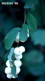 White berries of Common Snowberry: Symphoricarpos albus var. laevigatus (Synonyms: Symphoricarpos albus ssp. laevigatus, Symphoricarpos rivularis)