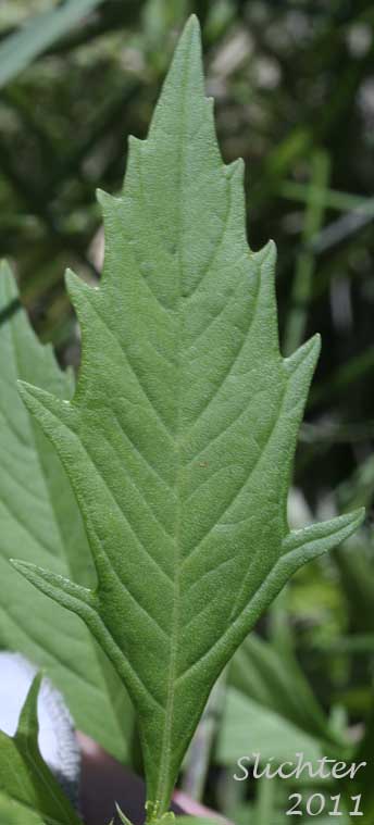 American Water-horehound, American Water Horehound, Cutleaf Water-horehound, Cutleaf Water Horehound, Cut-leaved Water Horehound: Lycopus americanus (Synonyms: Lycopus americanus var. longii, Lycopus americanus var. scabrifolius, Lycopus sinuatus)