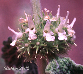 Portion of the inflorescence of Horehound, White Horehound: Marrubium vulgare