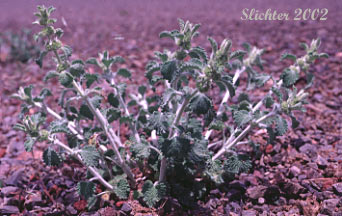 Horehound, White Horehound: Marrubium vulgare
