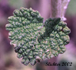 Stem leaf of Horehound, White Horehound: Marrubium vulgare