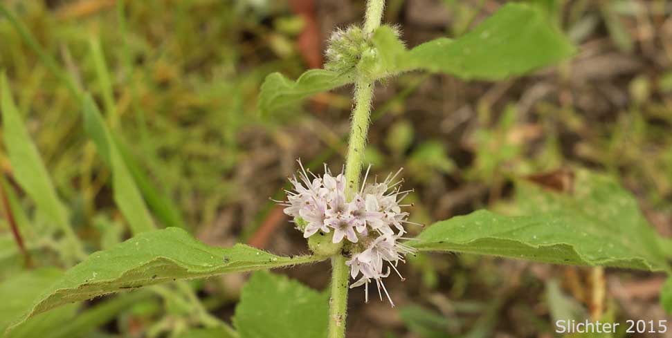 American Corn Mint, Corn Mint, Field Mint, Wild Mint: Mentha canadensis (Synonyms: Mentha arvensis, Mentha arvensis ssp. borealis, Mentha arvensis ssp. haplocalyx, Mentha arvensis var. arvensis, Mentha arvensis var. canadensis, Mentha arvensis var. glabrata, Mentha arvensis var. lanata, Mentha arvensis var. sativa, Mentha arvensis var. villosa, Mentha gentilis, Mentha glabrior, Mentha penardii)