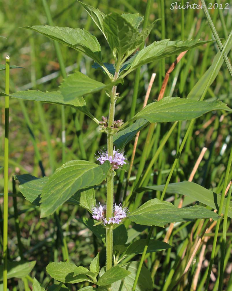 American Corn Mint, Corn Mint, Field Mint, Wild Mint: Mentha canadensis (Synonyms: Mentha arvensis, Mentha arvensis ssp. borealis, Mentha arvensis ssp. haplocalyx, Mentha arvensis var. arvensis, Mentha arvensis var. canadensis, Mentha arvensis var. glabrata, Mentha arvensis var. lanata, Mentha arvensis var. sativa, Mentha arvensis var. villosa, Mentha gentilis, Mentha glabrior, Mentha penardii)