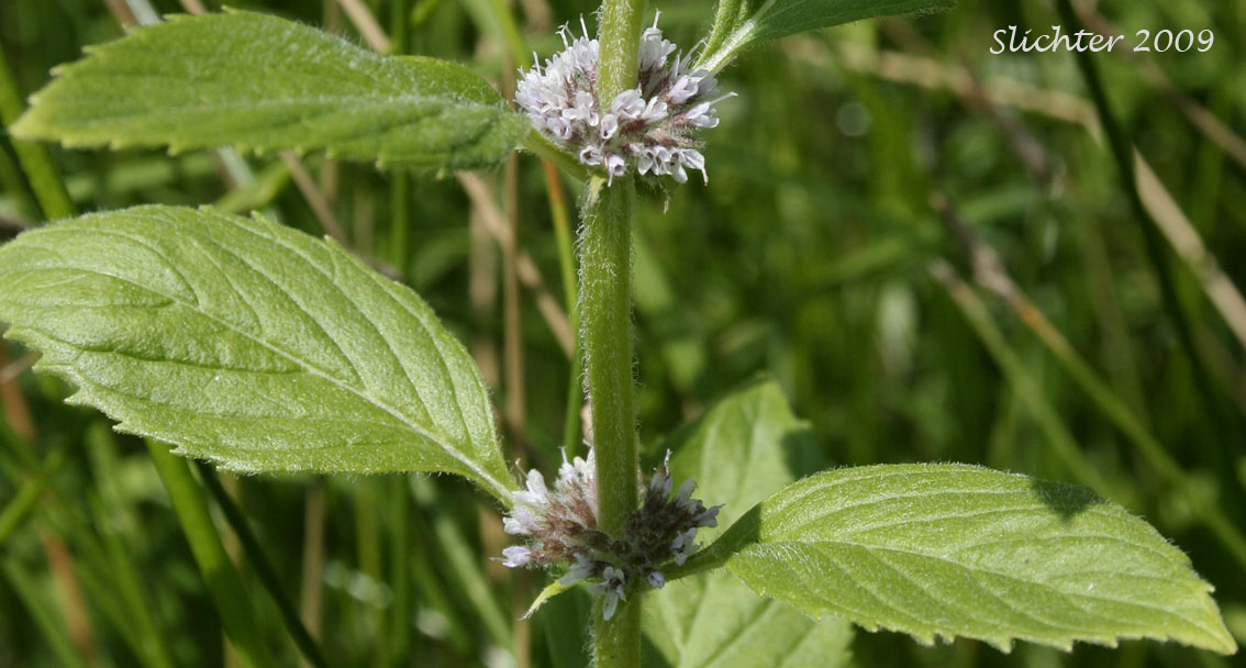 Inflorescence and stem leaves of American Corn Mint, Corn Mint, Field Mint, Wild Mint: Mentha canadensis (Synonyms: Mentha arvensis, Mentha arvensis ssp. borealis, Mentha arvensis ssp. haplocalyx, Mentha arvensis var. arvensis, Mentha arvensis var. canadensis, Mentha arvensis var. glabrata, Mentha arvensis var. lanata, Mentha arvensis var. sativa, Mentha arvensis var. villosa, Mentha gentilis, Mentha glabrior, Mentha penardii)