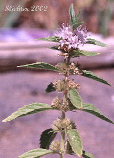American Corn Mint, Corn Mint, Field Mint, Wild Mint: Mentha canadensis (Synonyms: Mentha arvensis,Mentha arvensis var. arvensis, Mentha arvensis var. canadensis, Mentha arvensis var. glabrata, Mentha arvensis var. lanata)