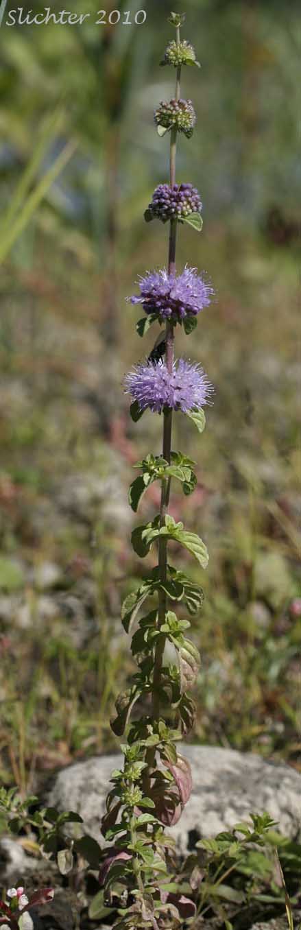 Pennyroyal: Mentha pulegium