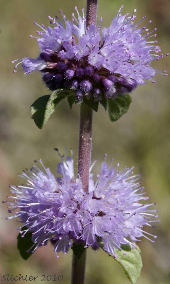 Verticils of Pennyroyal: Mentha pulegium