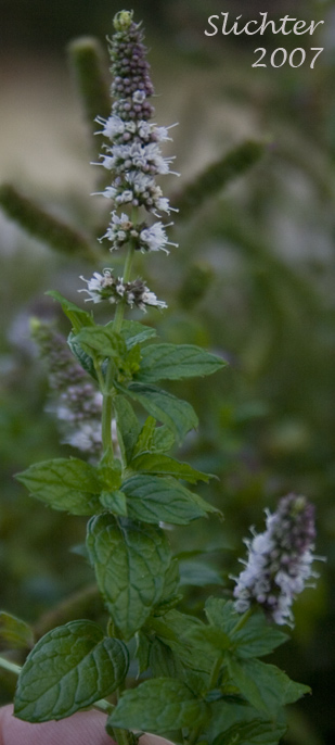 Spearmint: Mentha spicata (Synonyms: Mentha cordifolia, Mentha longifolia, Mentha longifolia var. mollissima, Mentha longifolia var. undulata, Mentha spicata var. longifolia, Mentha spicata var. spicata, Mentha sylvestris, Mentha viridis)