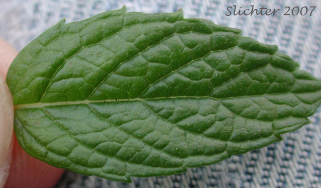 Dorsal leaf surface of Spearmint: Mentha spicata (Synonyms: Mentha cordifolia, Mentha longifolia, Mentha longifolia var. mollissima, Mentha longifolia var. undulata, Mentha spicata var. longifolia, Mentha spicata var. spicata, Mentha sylvestris, Mentha viridis)