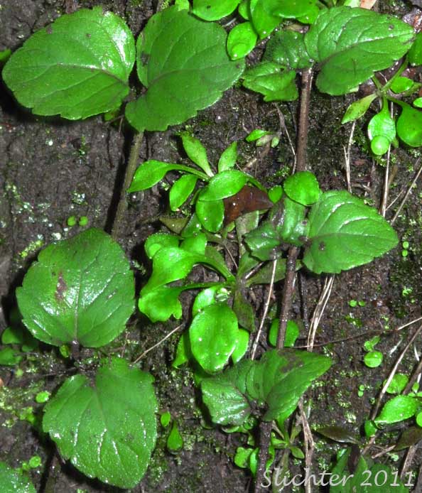 Yerba Buena, Oregon-tea: Clinopodium douglasii (Synonyms: Micromeria chamissonis, Satureja chamissonis, Satureja douglasii)